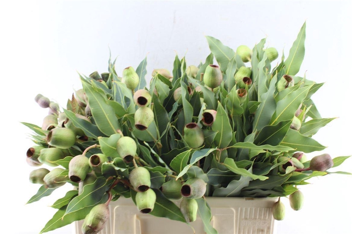 <h4>Euca Bell Fresh Gum</h4>