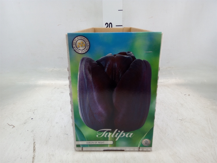 <h4>Tulipa   ...flowerbulbs</h4>