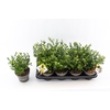 Ilex crenata Dark Green