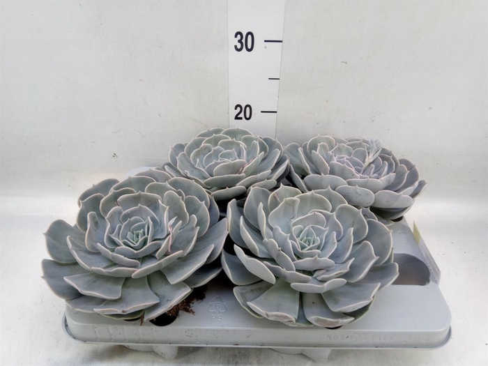<h4>Echeveria  'Pollux'</h4>