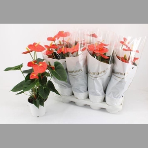 ANTHU AN OR CHAMPION