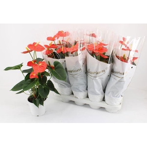 ANTHU AN OR CHAMPION