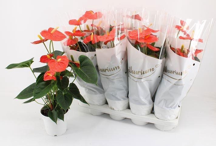 <h4>ANTHU AN OR CHAMPION</h4>