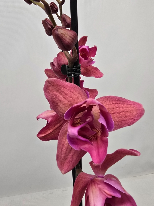 <h4>Limited 47 week 10</h4>