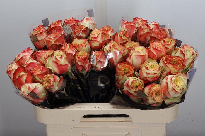 <h4>R Gr Adventure</h4>