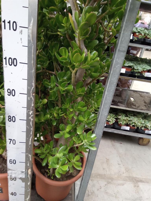 <h4>Crassula ovata</h4>