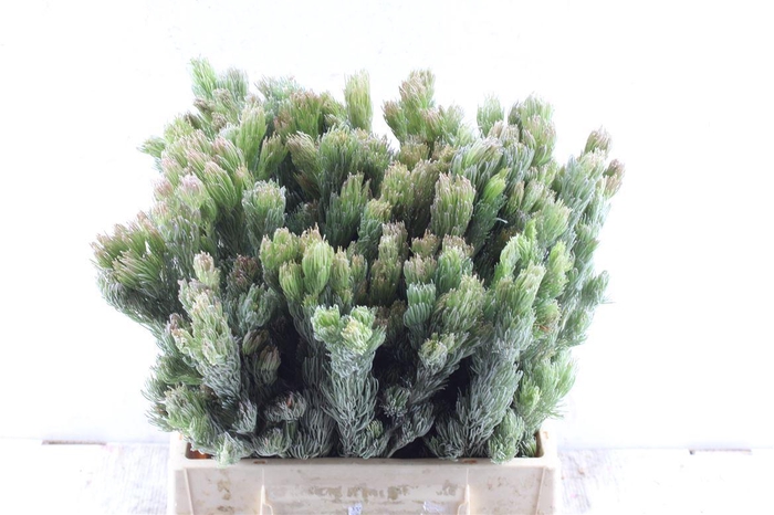 <h4>Kaaps Adenanthos</h4>