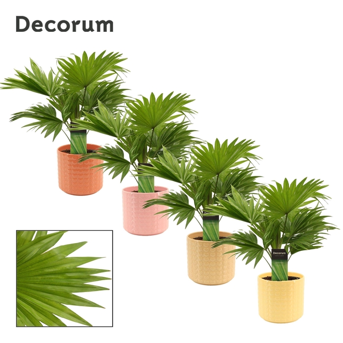<h4>Livistona Rotundifolia 12 cm in Kaya (Sympathetic moods-collecti</h4>