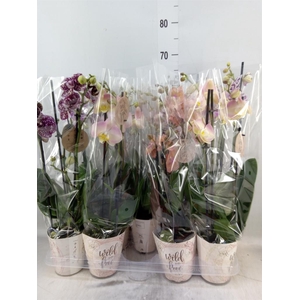 Phalaenopsis   ...mix