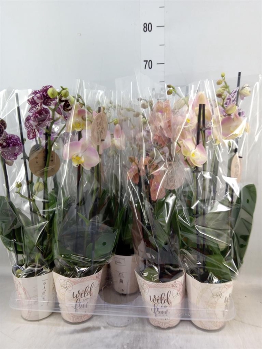 <h4>Phalaenopsis   ...mix</h4>