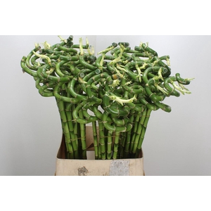 Drac Lucky Bamboo 90cm