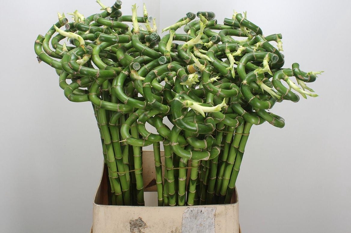 <h4>Drac Lucky Bamboo 90cm</h4>