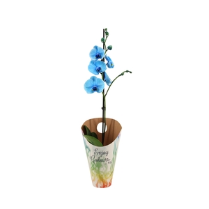 Enjoy Potcover Phal I Am Blue 1T9+