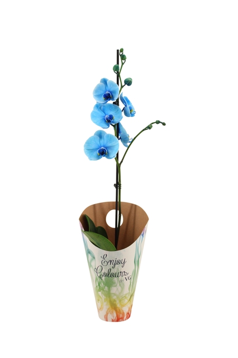 <h4>Enjoy Potcover Phal I Am Blue 1T9+</h4>