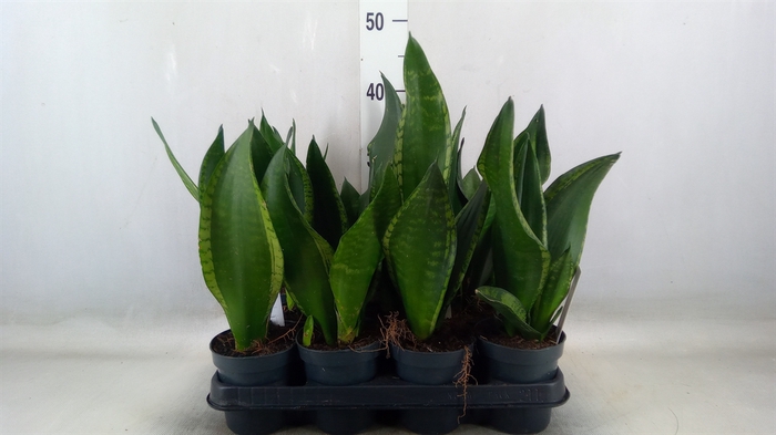 <h4>Sansevieria trifa.   ...</h4>