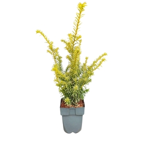 Taxus baccata overig geel