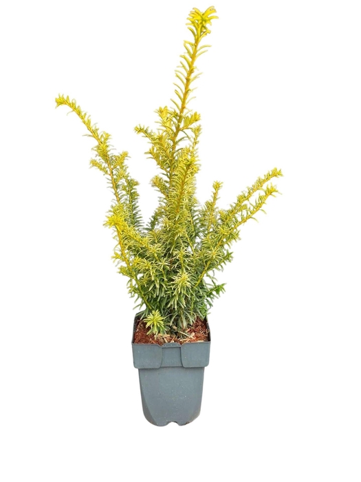 <h4>Taxus baccata overig geel</h4>