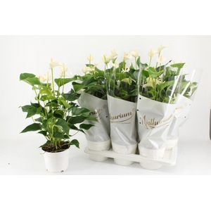 Anthurium White Champion 17Ø 55cm 6fl