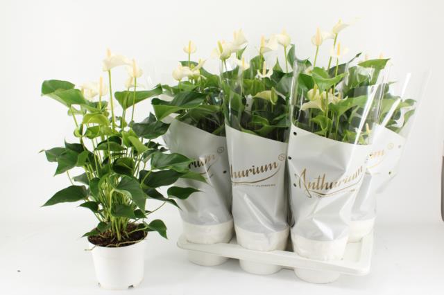 Anthurium White Champion 17Ø 55cm 6fl