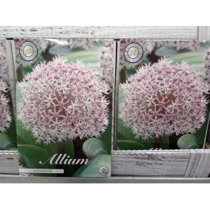 Allium   ...flowerbulbs