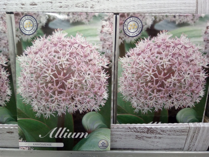 <h4>Allium   ...flowerbulbs</h4>