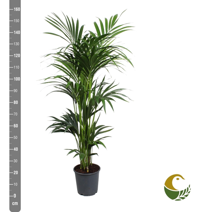 <h4>HOWEA FORSTERIANA</h4>