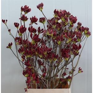 Rhodo ( Azalea ) Red 100cm P Stem
