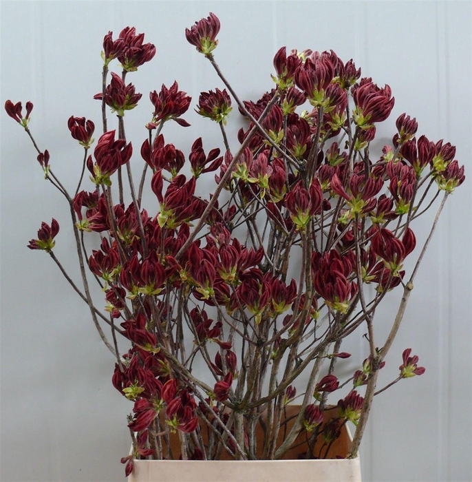 <h4>Rhodo ( Azalea ) Red 100cm P Stem</h4>