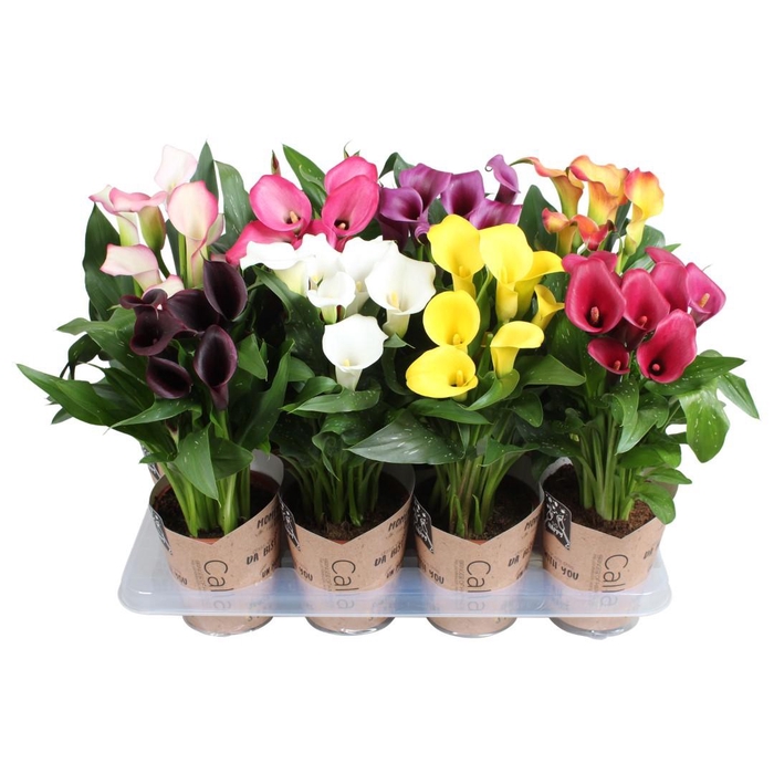 <h4>Zantedeschia gemengd SoHappyCalla mix met bruine gift potcover</h4>