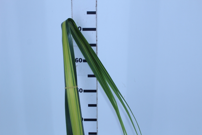 FOLH PANDANUS VARIEGATO