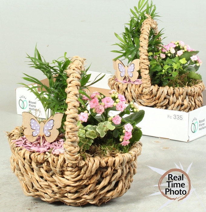 <h4>ARR KAMERPL</h4>