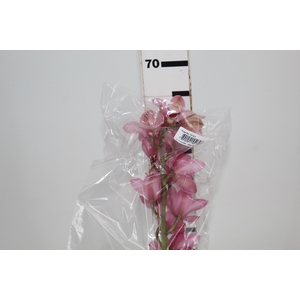 CYMBIDIUM HT MIN 12 FLS ROSA ESCURO