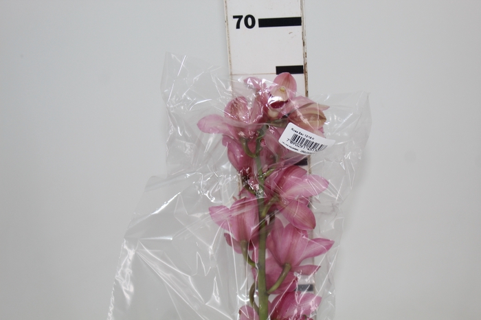 <h4>CYMBIDIUM HT MIN 12 FLS ROSA ESCURO</h4>