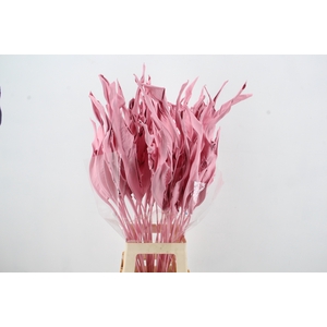 DF Strelitzia Leaf Light Pink