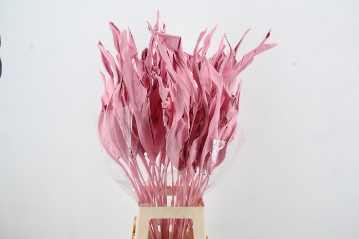 <h4>DF Strelitzia Leaf Light Pink</h4>