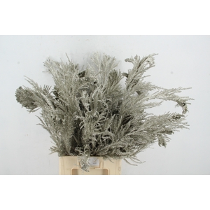 Cryptomeria Platinum