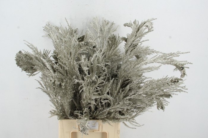 <h4>Cryptomeria Platinum</h4>