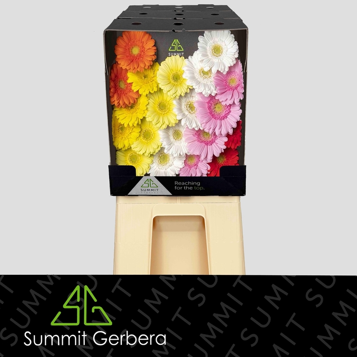 <h4>Germini Mix Dream SpringFever Diamond</h4>