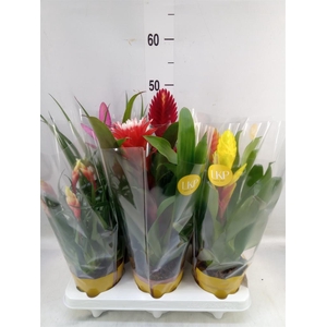 Bromelia   ...mix 10