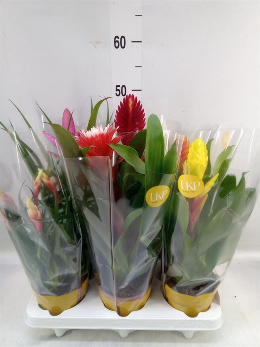 <h4>Bromelia   ...mix 10</h4>