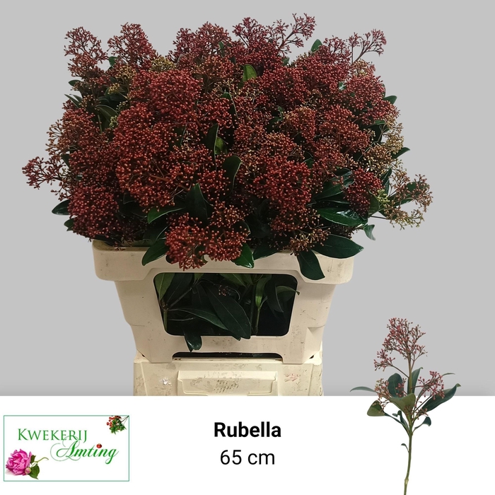 <h4>SKIM J RUBELLA BS</h4>