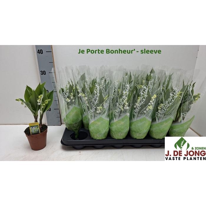 <h4>CONVALLARIA MAJALIS</h4>