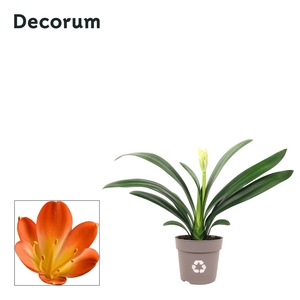 Clivia oranje Decorum