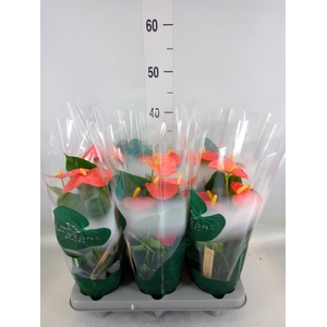 Anthurium andr. 'Solara'