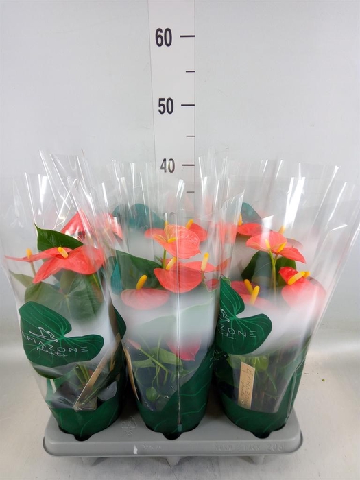 <h4>Anthurium andr. 'Solara'</h4>