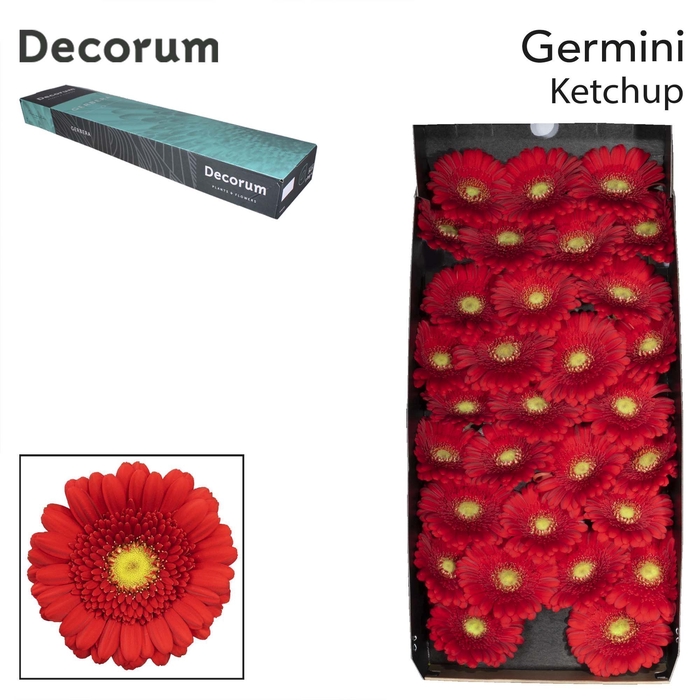 <h4>Germini Ketchup Doos</h4>