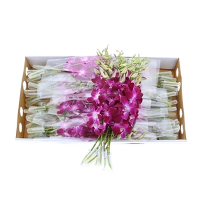 Dendro Galaxy L