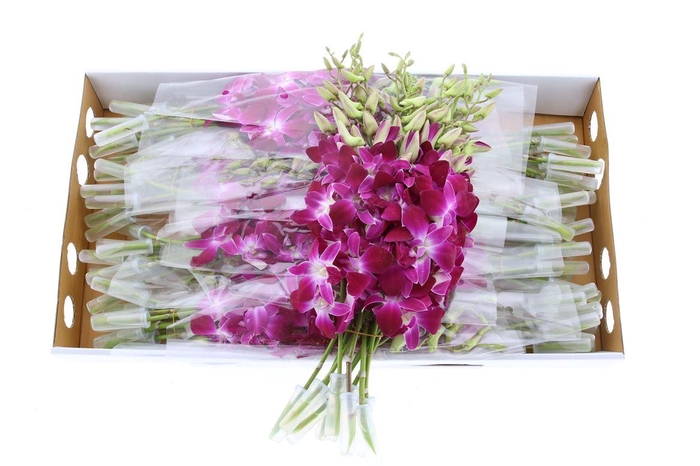 <h4>Dendro Galaxy L</h4>