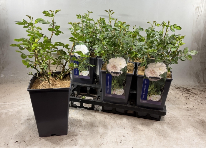 Rosa Baby Schneewittchen