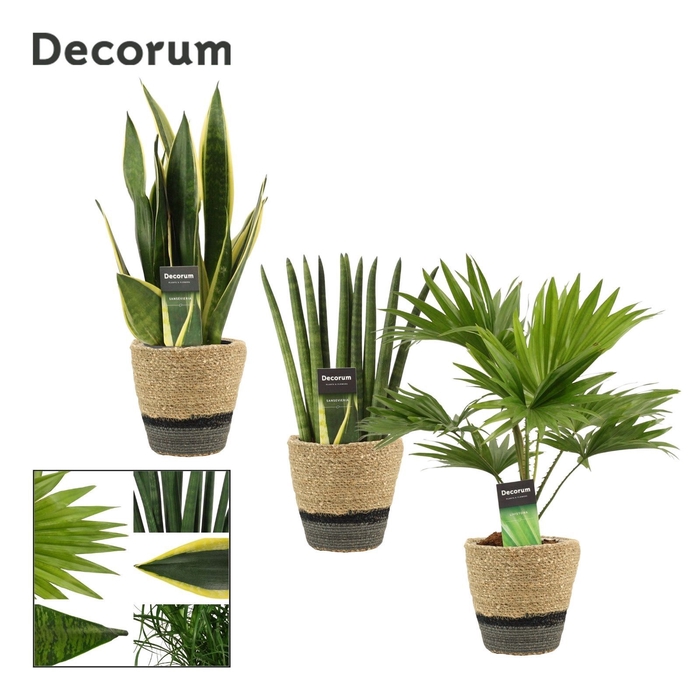 Groenmix 12 cm in Hanoi mand grijs (Deco-collection)